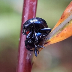 Trigonopterus