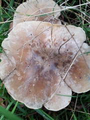 Clitocybe rivulosa