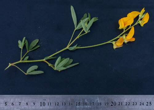 Crotalaria podocarpa