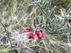Grevillea lanigera