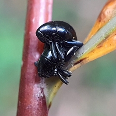 Trigonopterus