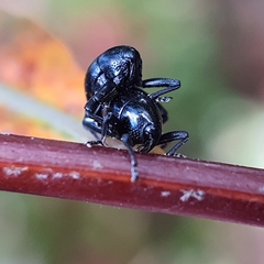 Trigonopterus