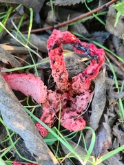Clathrus
