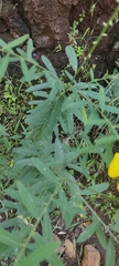 Crotalaria