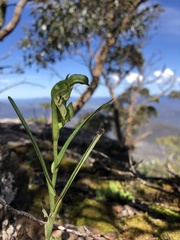 Pterostylis macilenta