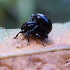 Trigonopterus