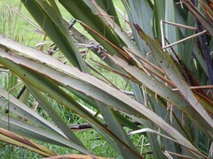 Ichneutica steropastis
