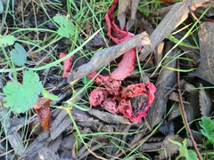 Clathrus