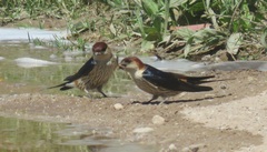 Cecropis cucullata