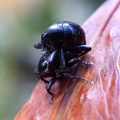 Trigonopterus