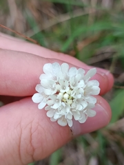 Scabiosa ochroleuca