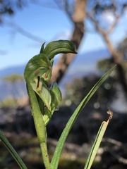 Pterostylis macilenta