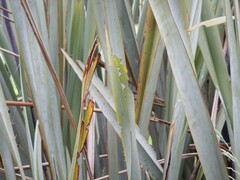 Ichneutica steropastis