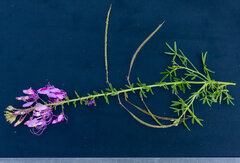 Cleome elegantissima