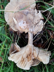 Clitocybe rivulosa