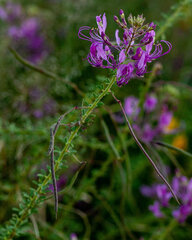 Cleome elegantissima