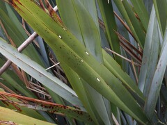 Orthoclydon praefectata