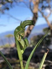 Pterostylis macilenta