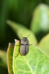 Opatrini