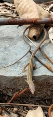 Takydromus sexlineatus