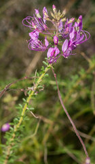 Cleome elegantissima