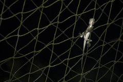 Agamidae