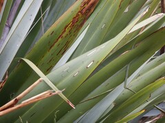 Orthoclydon praefectata