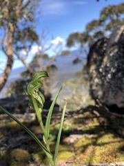 Pterostylis macilenta