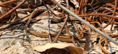 Takydromus sexlineatus