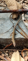 Takydromus sexlineatus