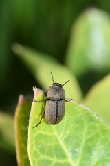 Opatrini