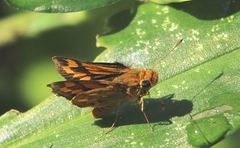 Potanthus omaha