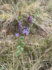Veronica perfoliata