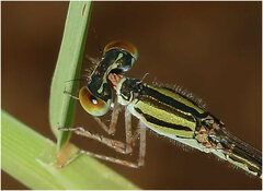 Austroagrion exclamationis