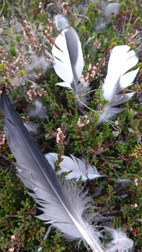 Plume de Macreuse brune