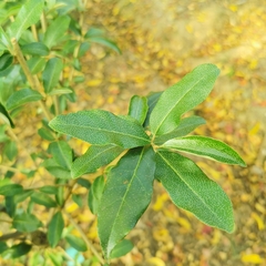 Elaeagnus magna