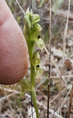 Pterostylis bicolor