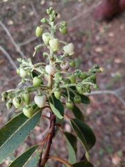 Arbutus