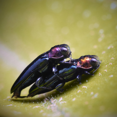 Agrilini
