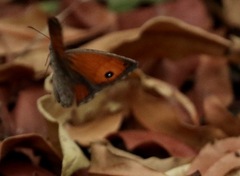 Heteropsis ankaratra