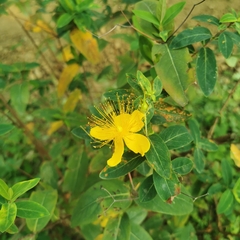 Hypericum monogynum