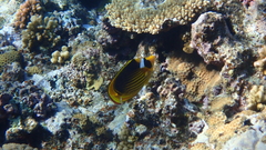 Chaetodon fasciatus