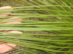 Xanthorrhoea johnsonii