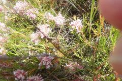 Serruria rubricaulis