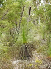 Xanthorrhoea johnsonii