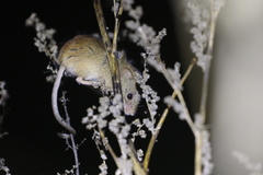 Micromys minutus