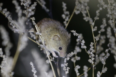 Micromys minutus