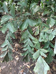 Caryota mitis