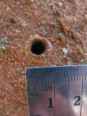 Camponotus belligerus