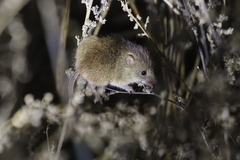 Micromys minutus